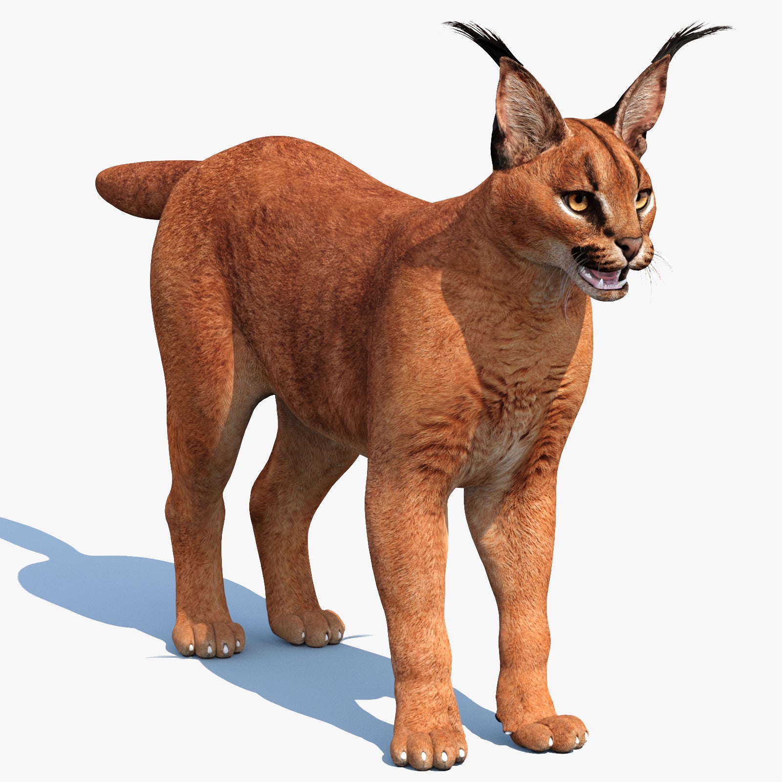 カラカル 3Dモデル | PROmax3D