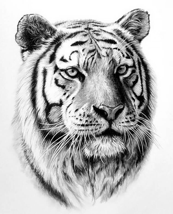 11 件の「虎鉛筆画」のアイデアを今すぐ保存 | 虎、鉛筆画、動物 など