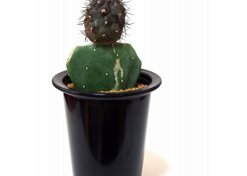 Copiapoa cinerea コピアポア 黒王丸 接ぎ木 | mana's farm:塊