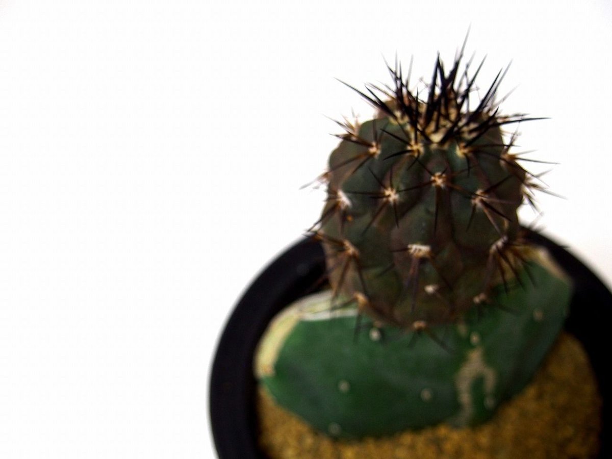 Copiapoa cinerea コピアポア 黒王丸 接ぎ木 | mana's farm:塊