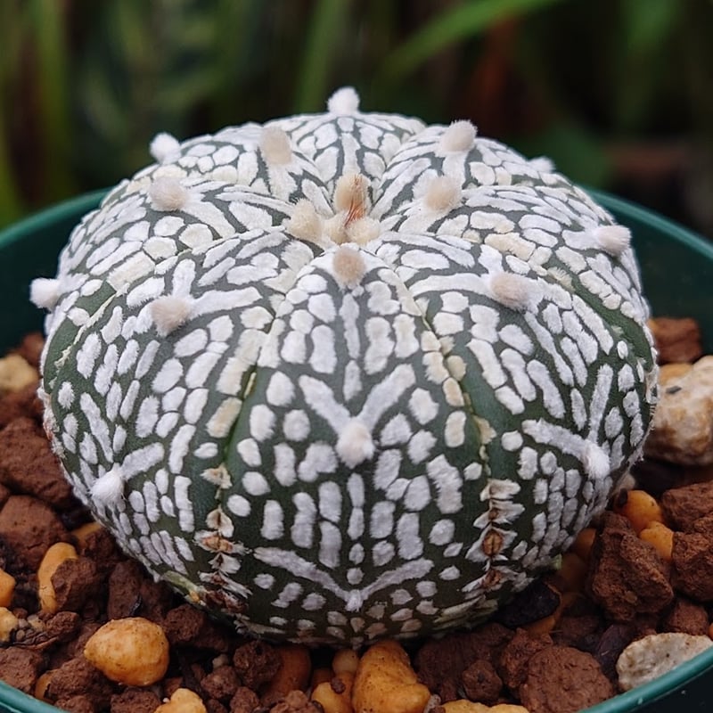 アストロフィツム スーパー兜 Vタイプ 1 Astrophytum asterias cv '