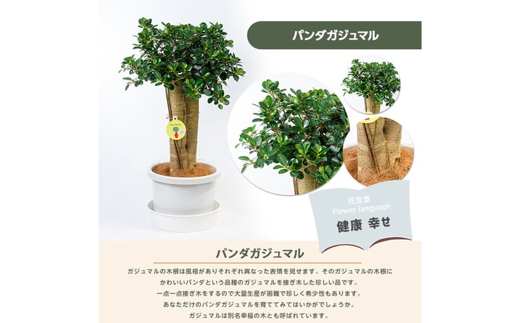 2026年1月中旬～発送【観葉植物】パンダガジュマル85cm～95cm リン鉢