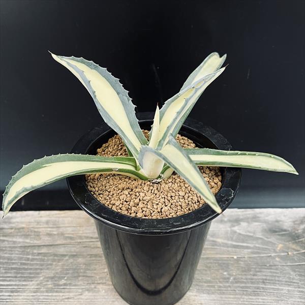 多肉植物：アガベ アメリカーナ錦 那智の輝き*幅18cm | サボテン