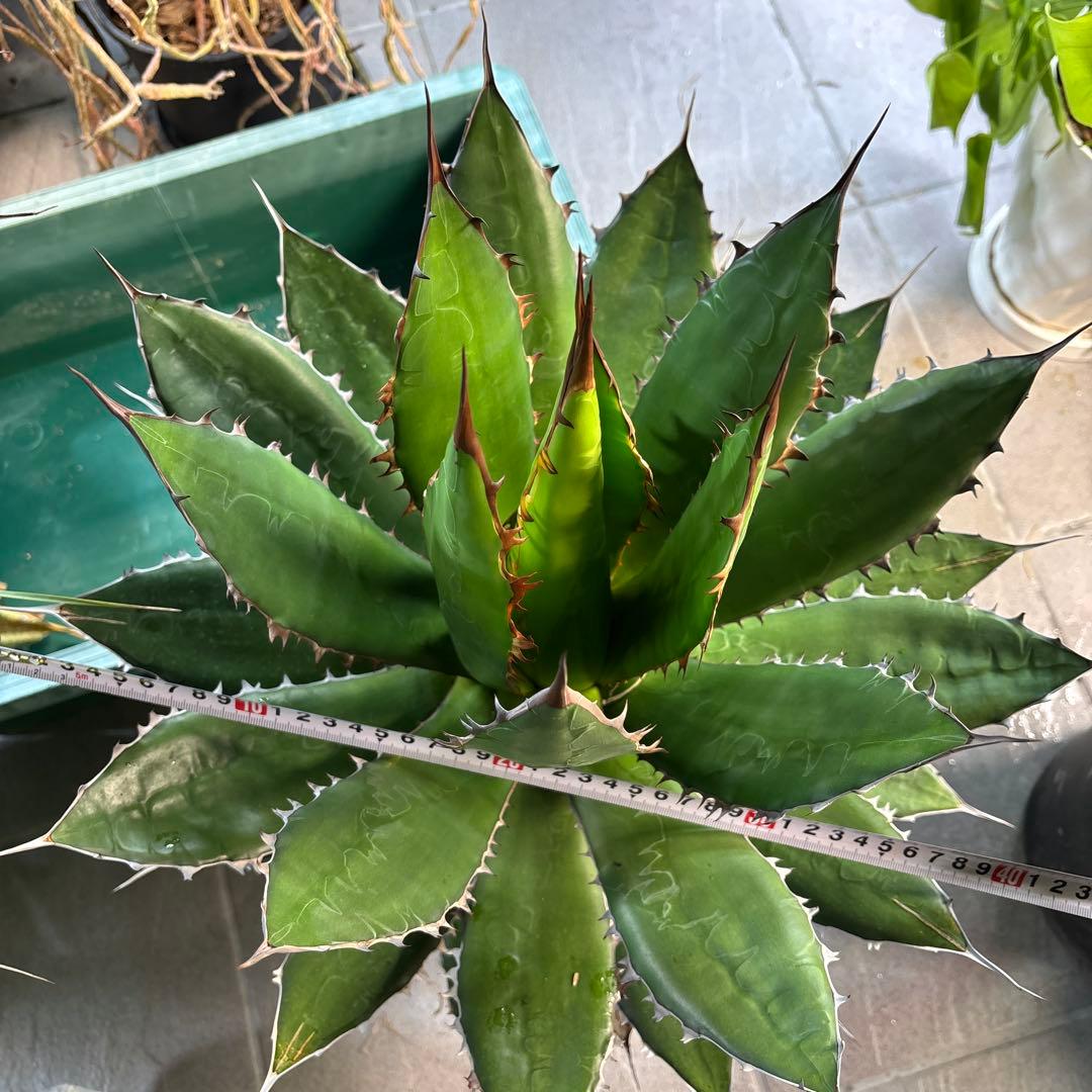 ⭐️激レア蓮棘⭐️巨大　美形　Agave horrida ホリダ　アガベホリダ Agave