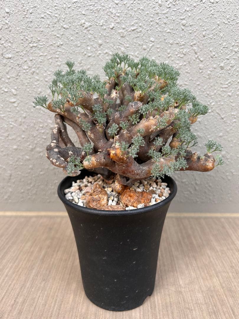 モンソニア・ムルチフィダ（現地株、発根済み、大株） 現品限り】サルコカウロン・ムルチフィズム 現地株 発根済み