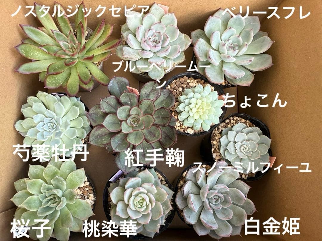 多肉植物　ミックスベリア10苗セット② ポットごと発送 ミックスベリア☆カット苗小苗セット(未根)お楽しみオマケ付き