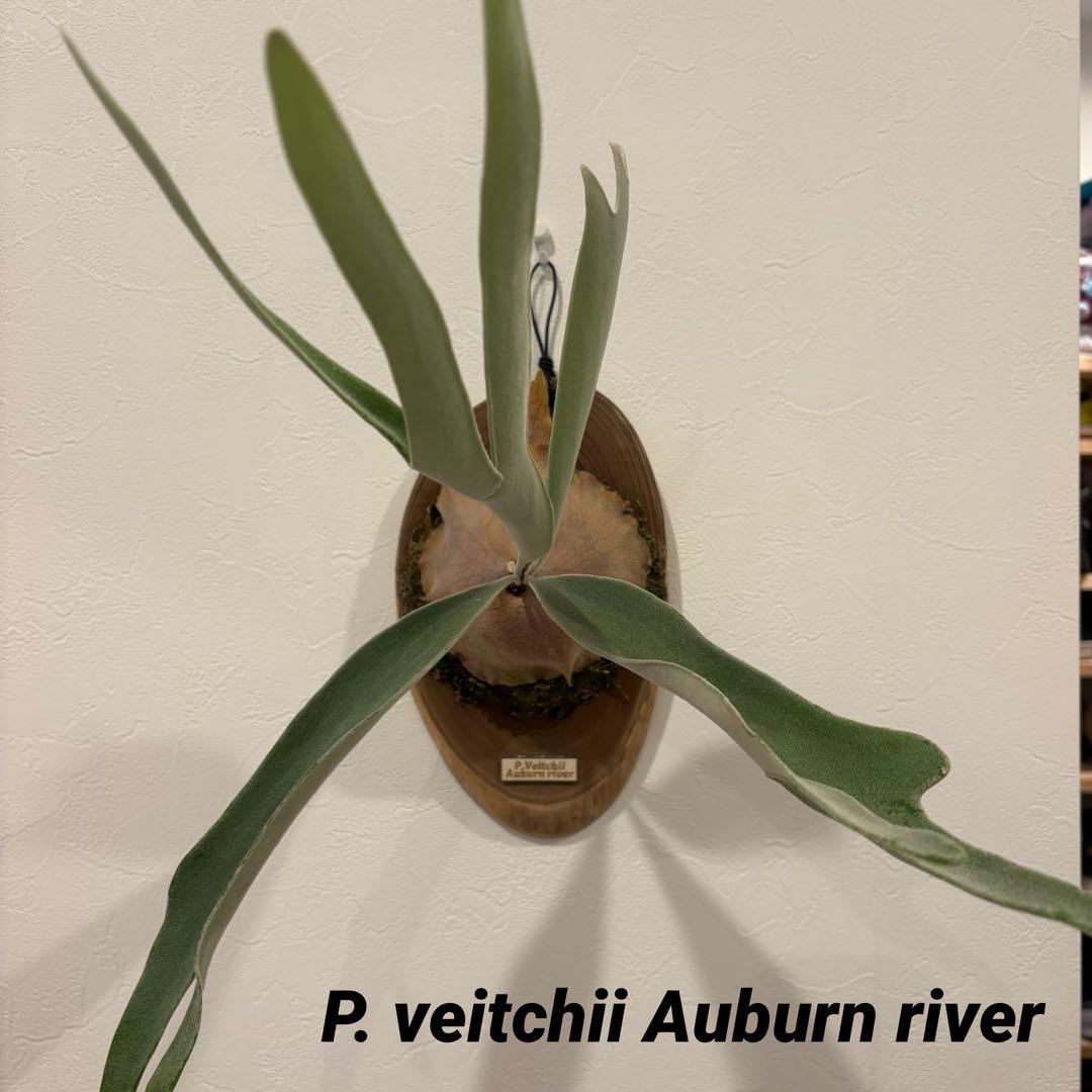 ベイチー　アーバンリバー Platycerium Veitchii Auburn River Spore - Grow Your Own – HCorchids